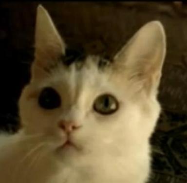 Котенка запустили в космос!