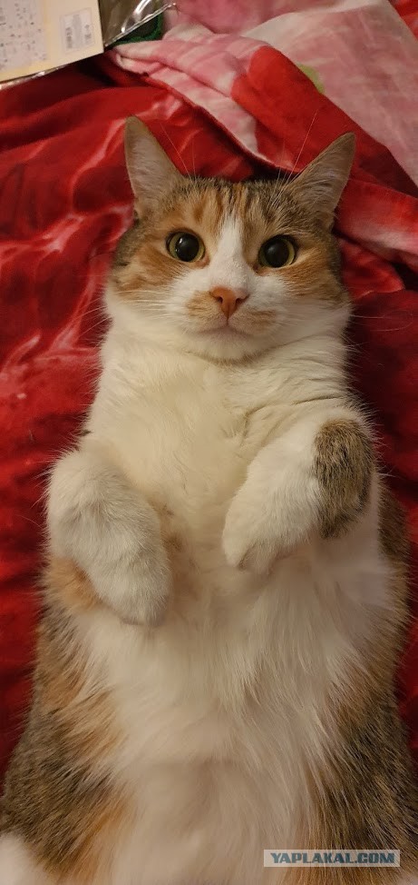 Даешь котовторник!