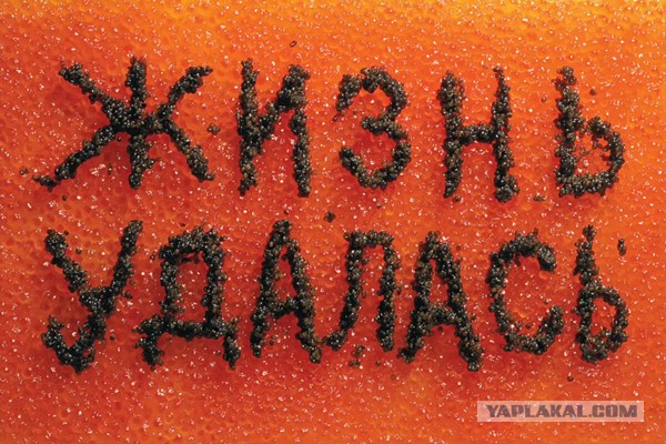 Когда жизнь удалась
