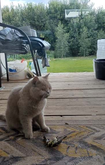 Жизнь с котом в одной картинке
