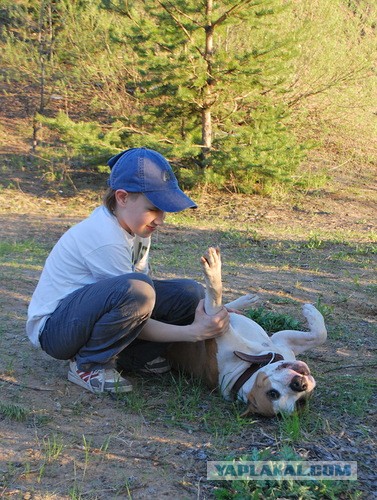 Посвящается противникам бойцовских пород