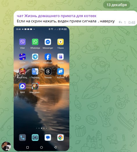 Жизнь домашнего приюта для котеек 565