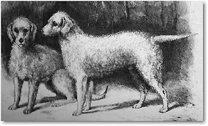 О, my dog