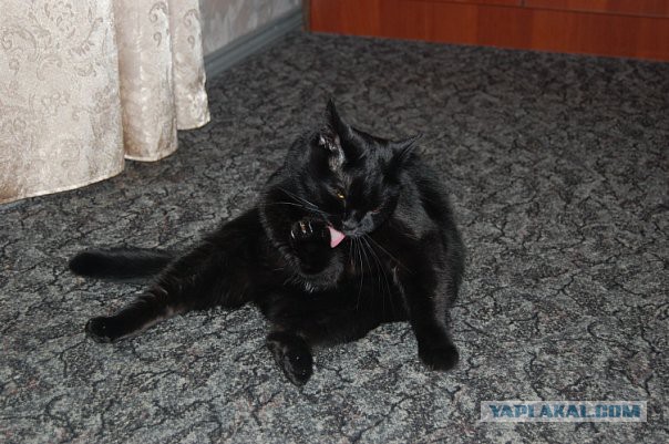 Котовторник 04.03.2014
