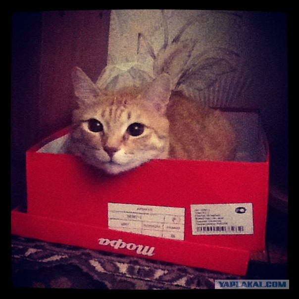 Котовторник 04.03.2014