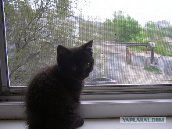 С Котовторником!