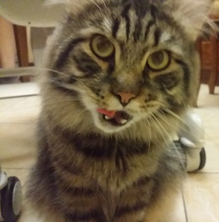 Котовторник 22.07.14