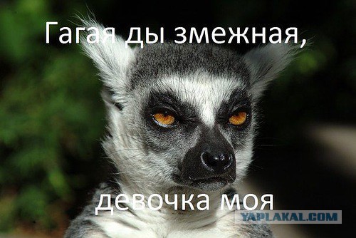 Весёлое из сети