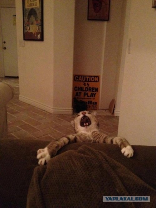 Кошачий кошмар