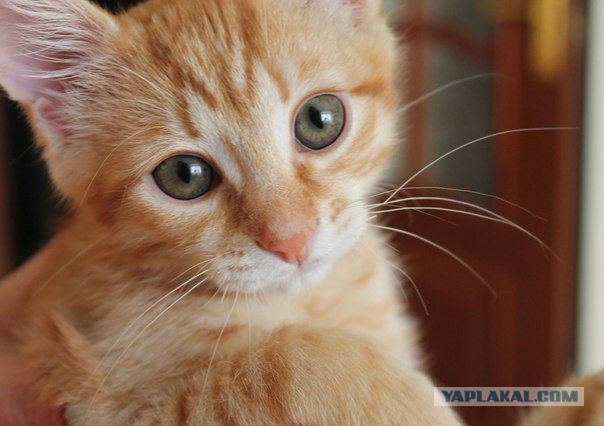 Котовторник 04.08.2015
