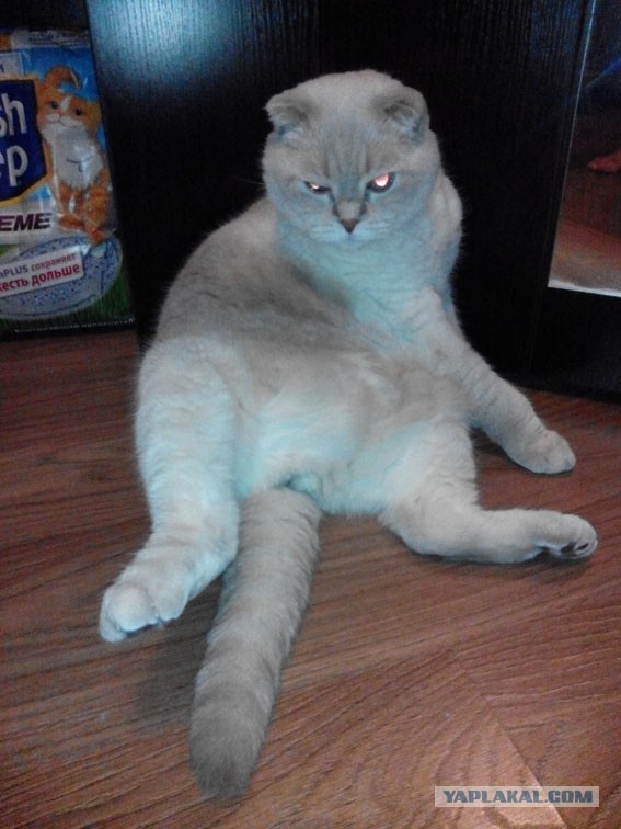 Котовторник 11.08.2015