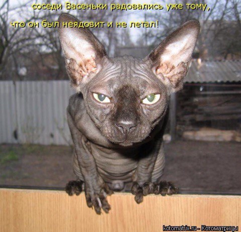 Котовторник наступил!:)