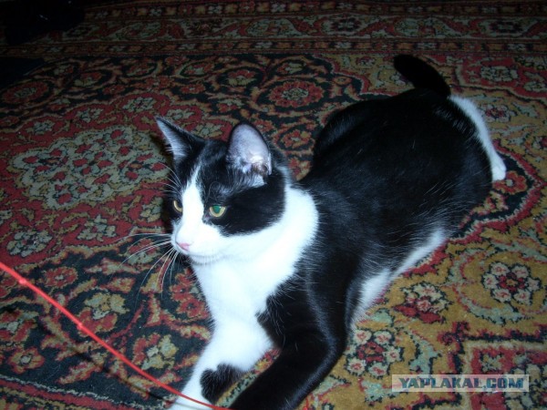 Котовторник 06.10.2015