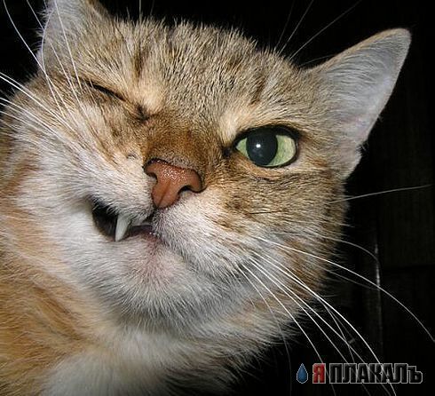 Коты, кошки, котята