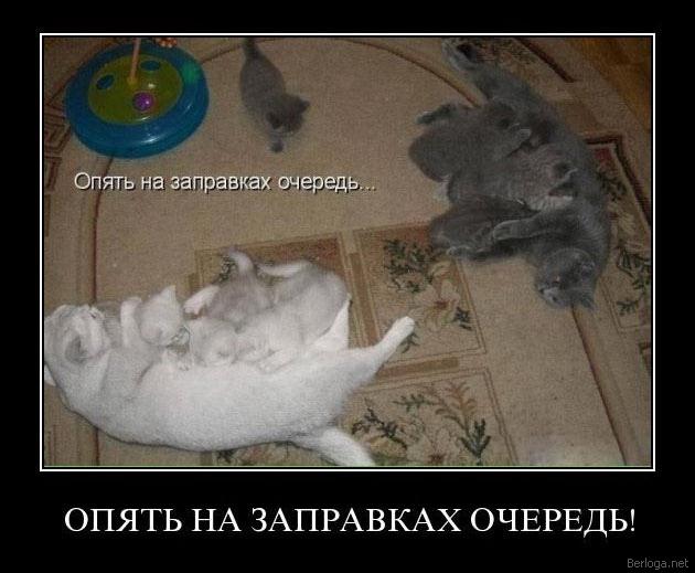 Демы к котовторнику!