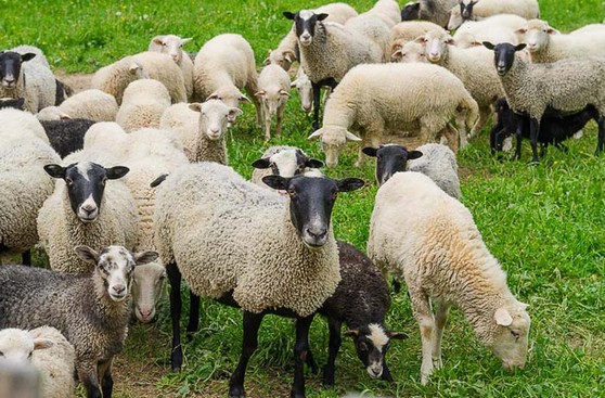 Спасем планету!