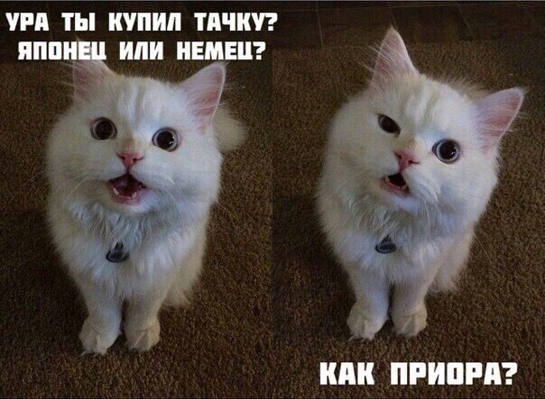 Мохнатые беспредельщики