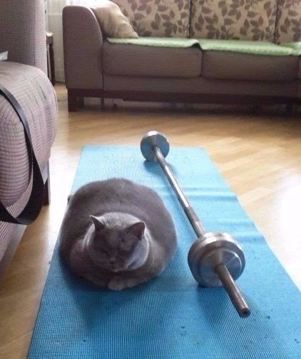 Прикольные животные