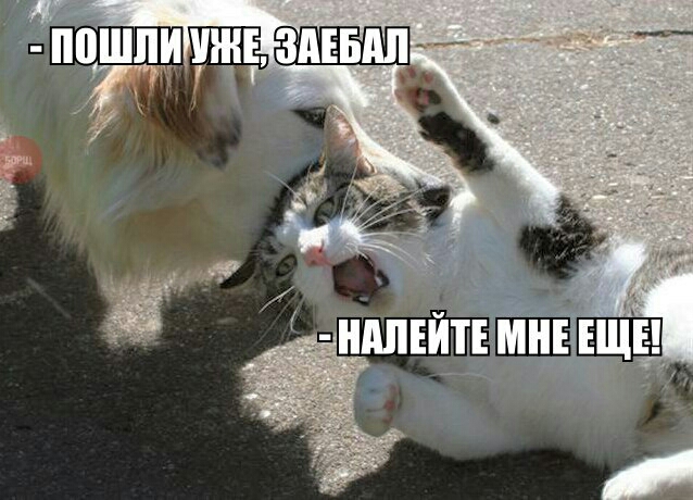 Весёлые картинки