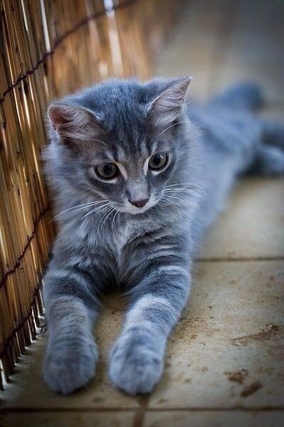 Коты из сети