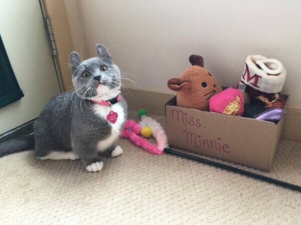 Коты из сети