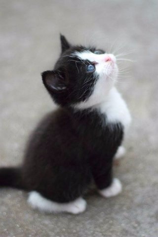 Коты и Кошки