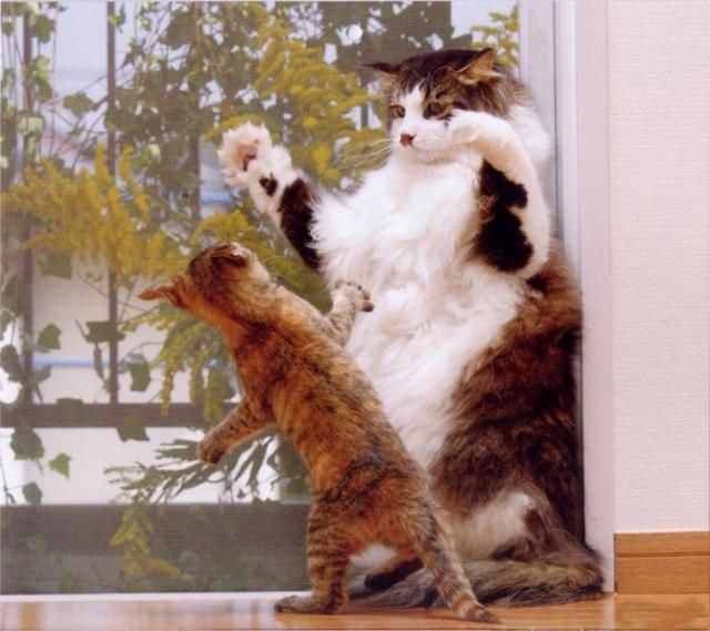 Коты и Кошки