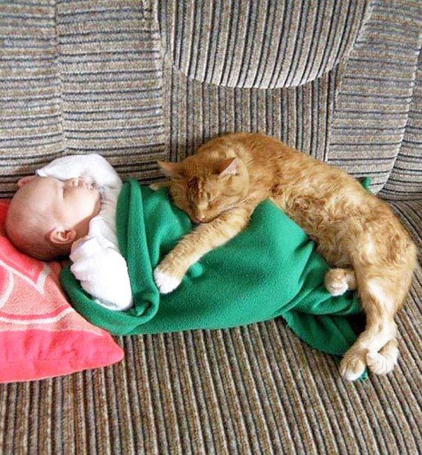 Котоняня