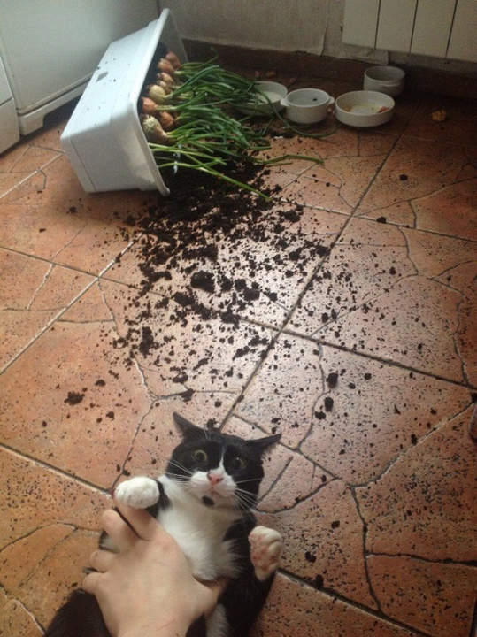 Коты и Кошки