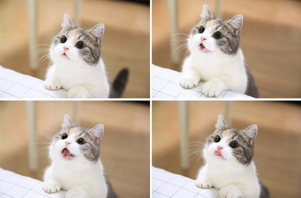 Коты и Кошки
