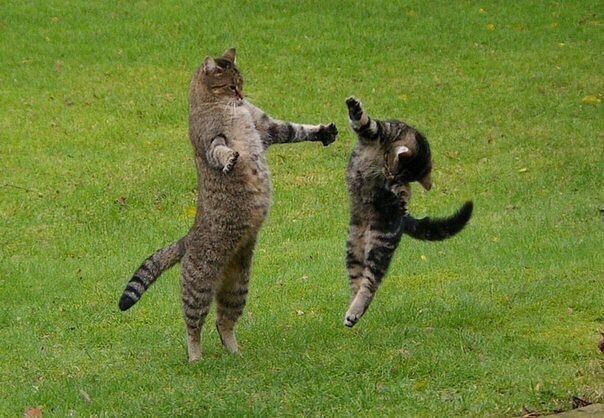 Коты и Кошки