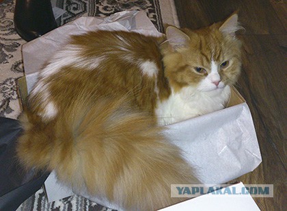 Котовторник