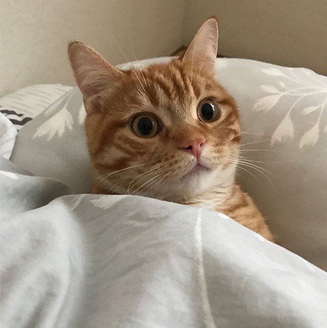 Коты и Кошки