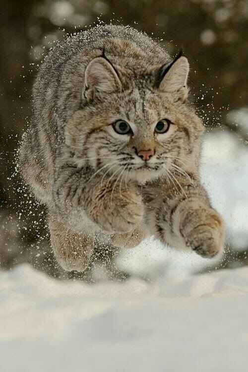 Коты и Кошки