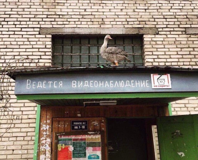 Живность из сети