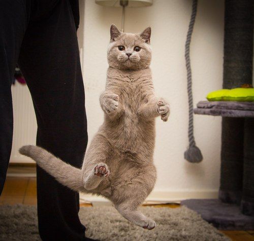 Неадекватные коты