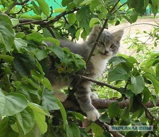 Котовторник на ЯПлакалъ (03.06), котята (31 шт)