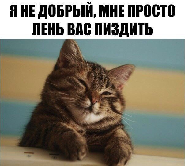 Ненавижу кота