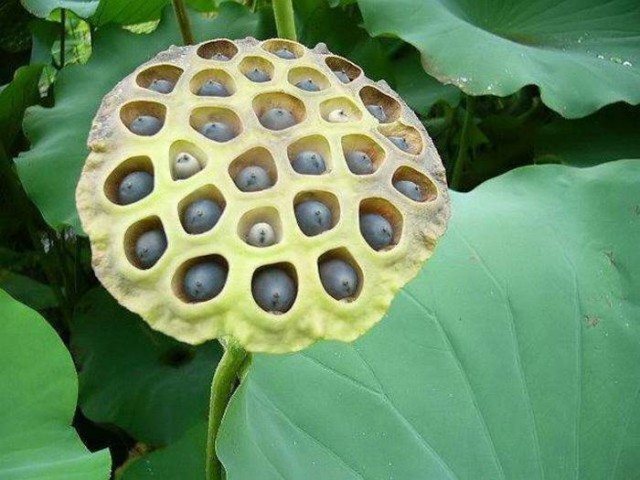 Трипофобия - боязнь кластерных отверстий