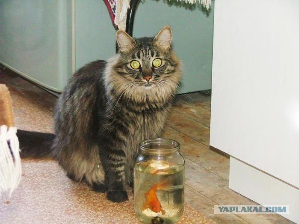 Котовторник на ЯПлакалъ
