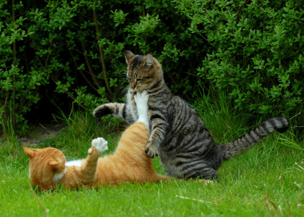 Фоторепортаж с кошачьих разборок!
