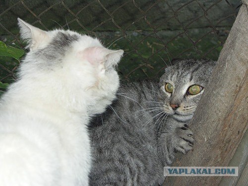 И снова во вторник - котовторник