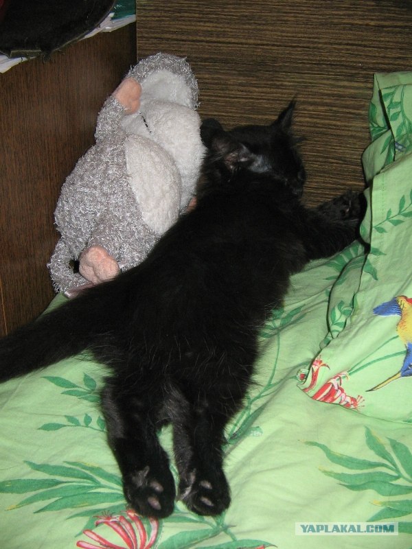 Сонный Котовторник