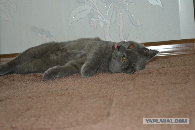 Котовторник в "КотоГетто"