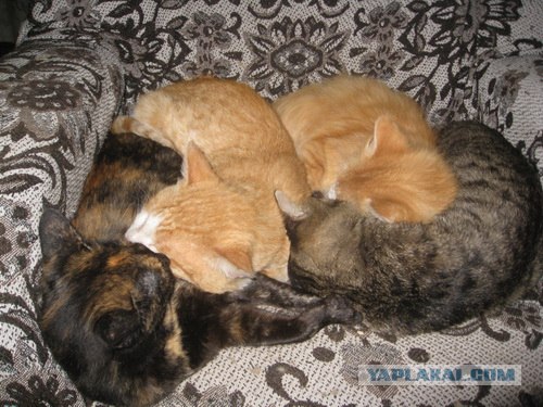 Котовторник!