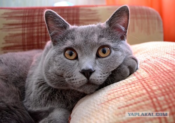 Котовторник 24.04.2012
