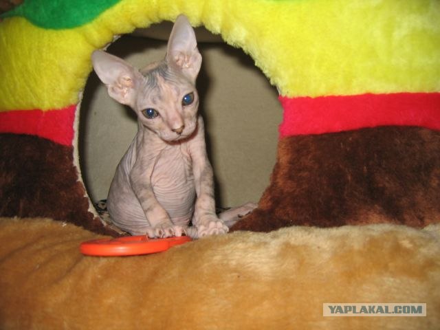 Котовторник (15.05.2012)