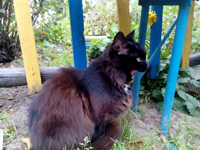 Котовторник! начнем? 04.06.19