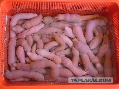 Голубые подарочные карты "Пятерочки". Откуда они у еврейских пенсионеров?