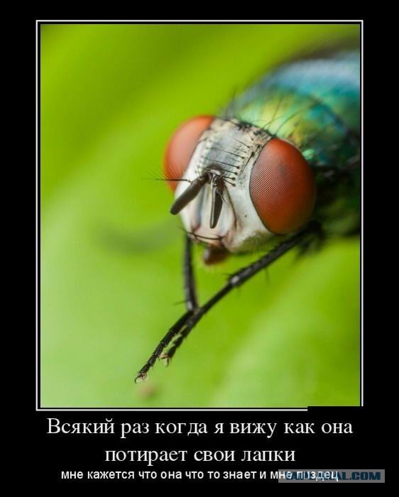 Зачем мухи потирают свои лапы